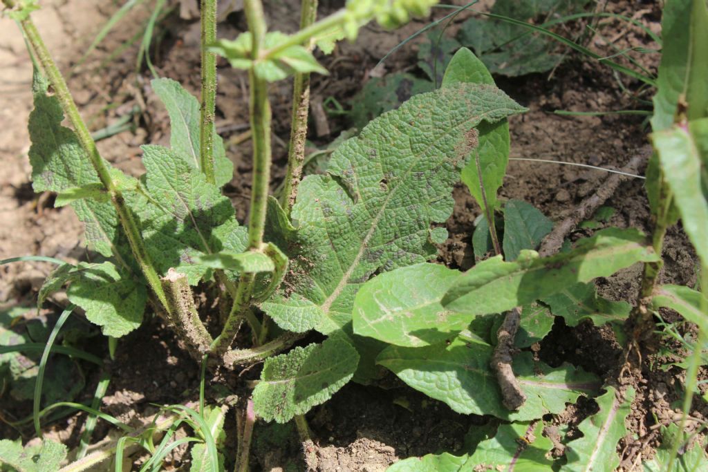 Salvia sp.  (Lamiaceae)