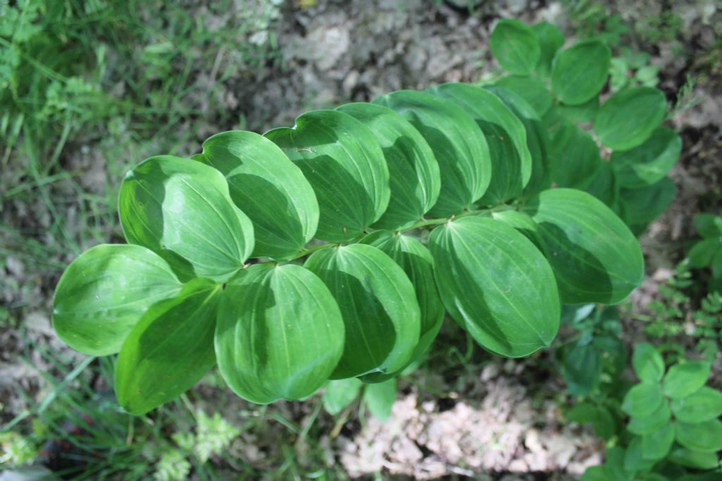 Polygonatum odoratum (Asparagaceae)