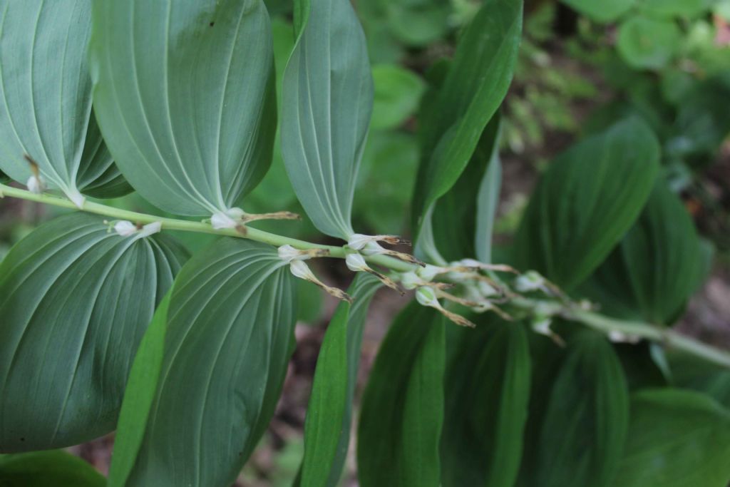 Polygonatum odoratum (Asparagaceae)