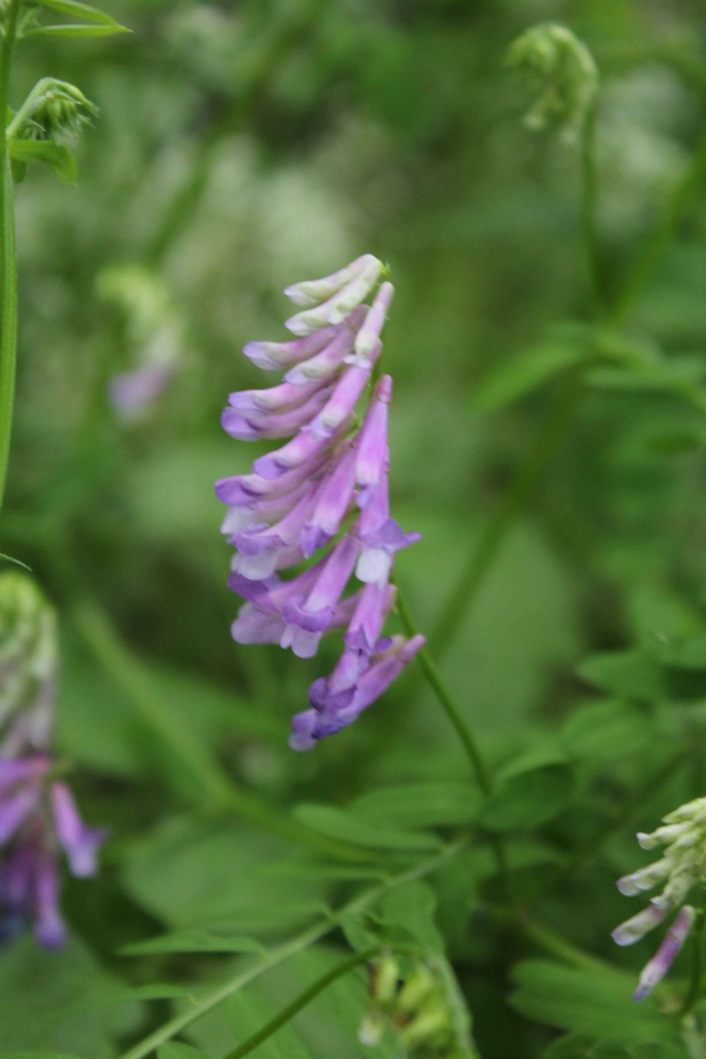 Vicia sp. (Fabaceae)