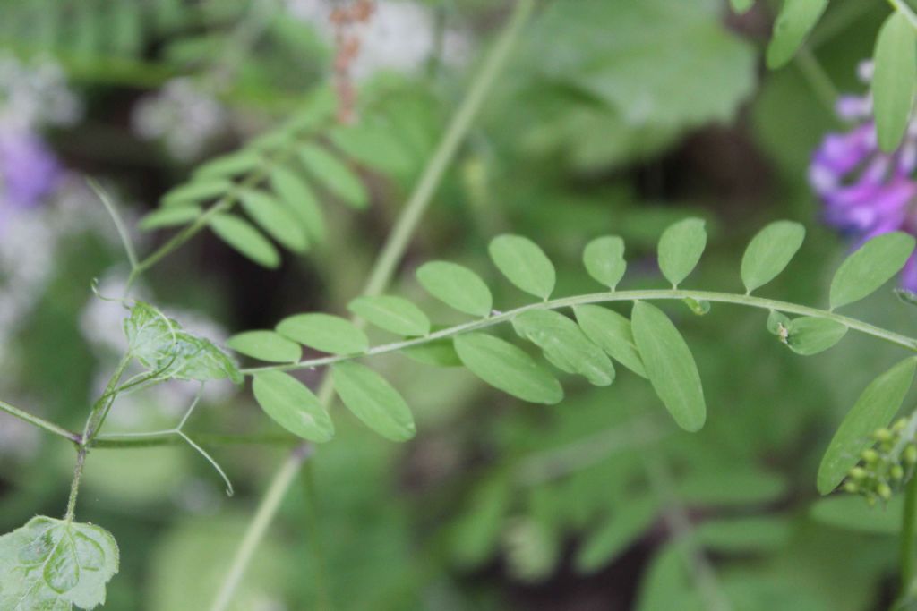 Vicia sp. (Fabaceae)