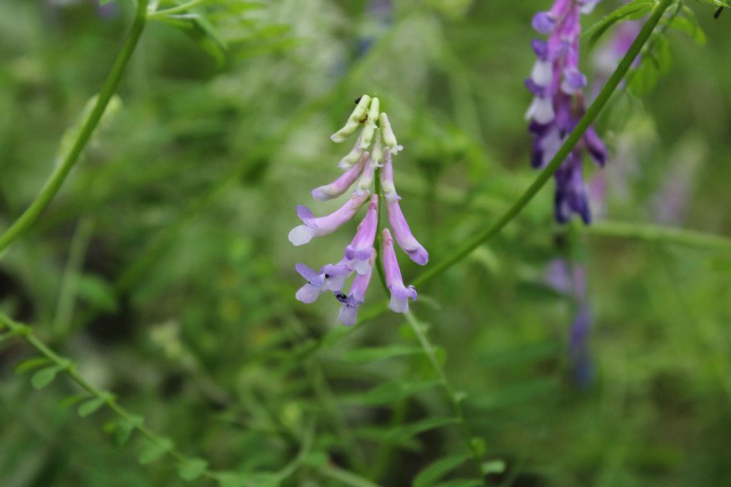 Vicia sp. (Fabaceae)