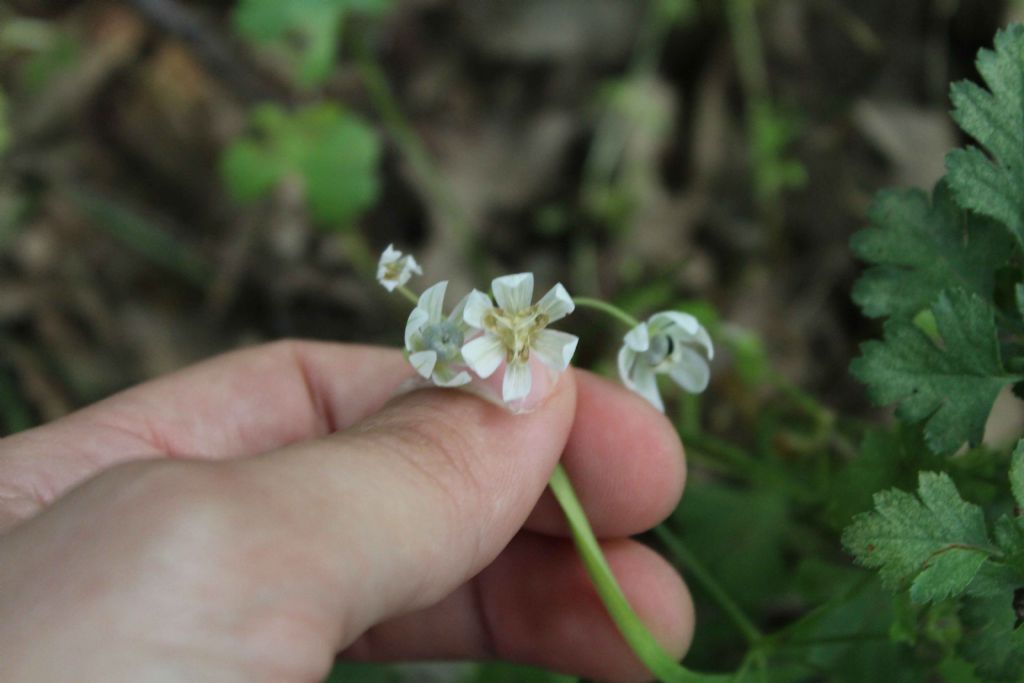 Amaryliidaceae:  Allium pendulinum (cfr.)