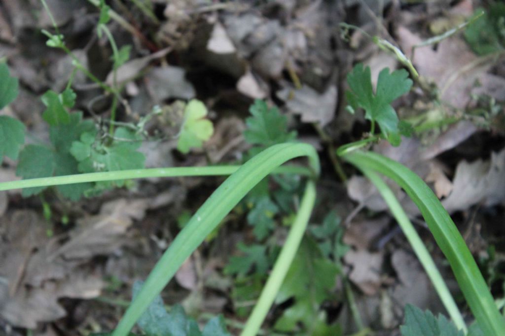 Amaryliidaceae:  Allium pendulinum (cfr.)