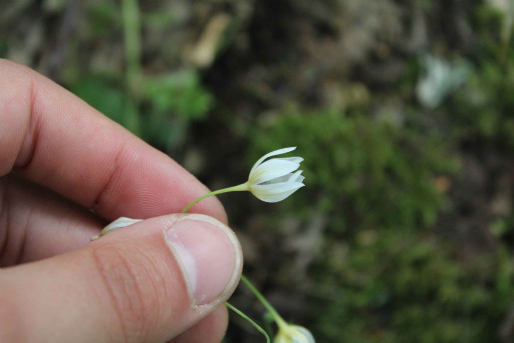 Amaryliidaceae:  Allium pendulinum (cfr.)