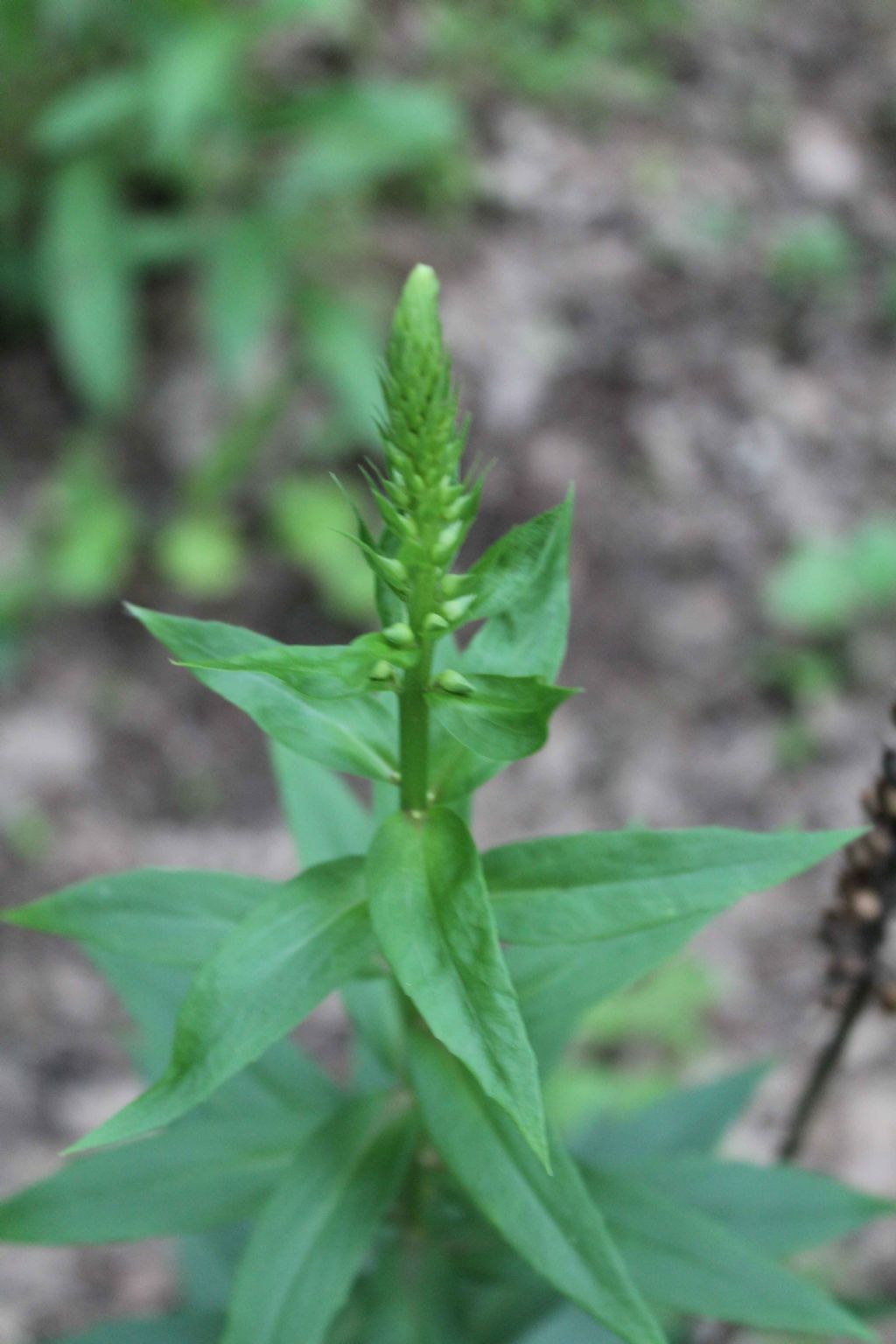 Digitalis sp.  (Plantaginaceae)