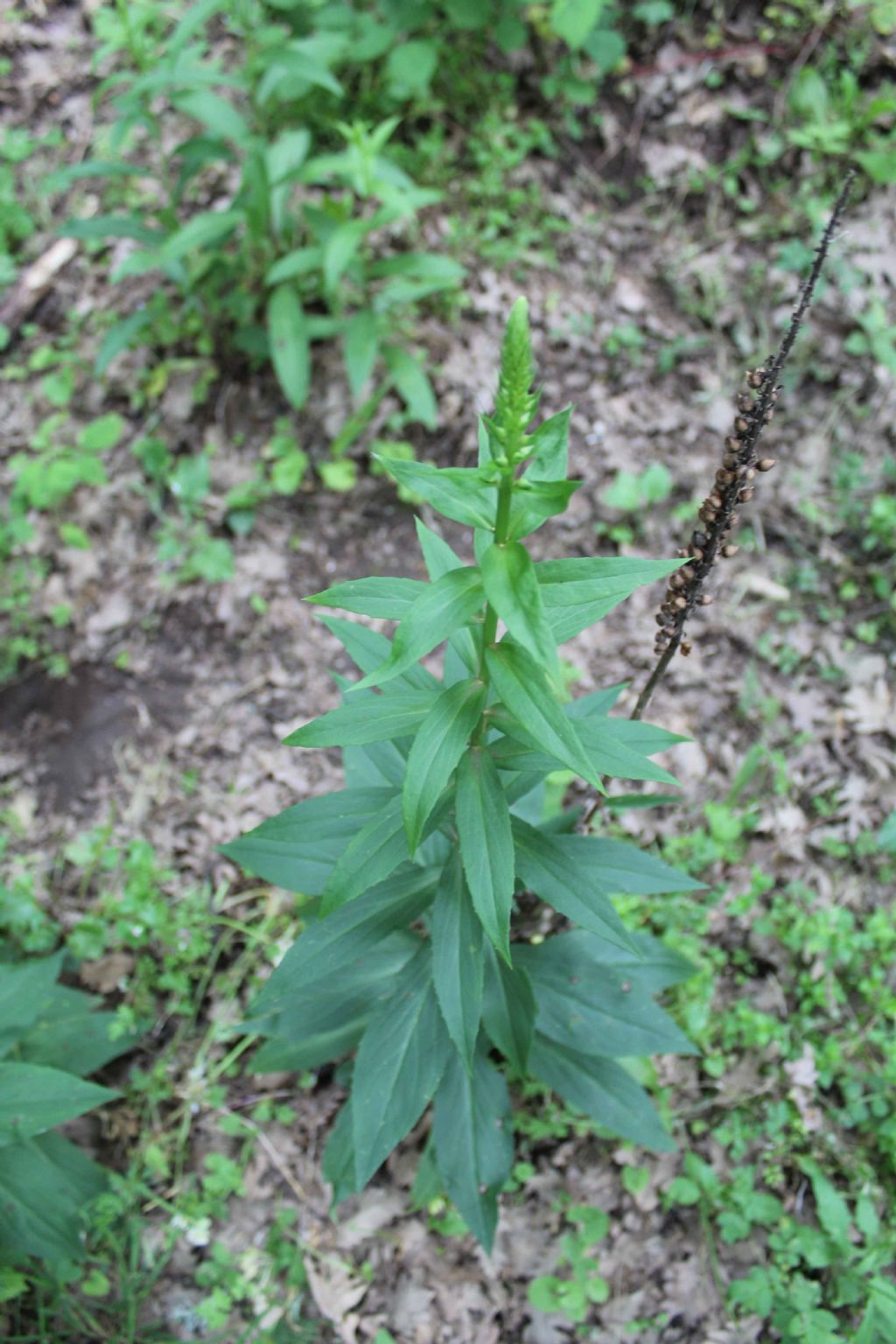 Digitalis sp.  (Plantaginaceae)