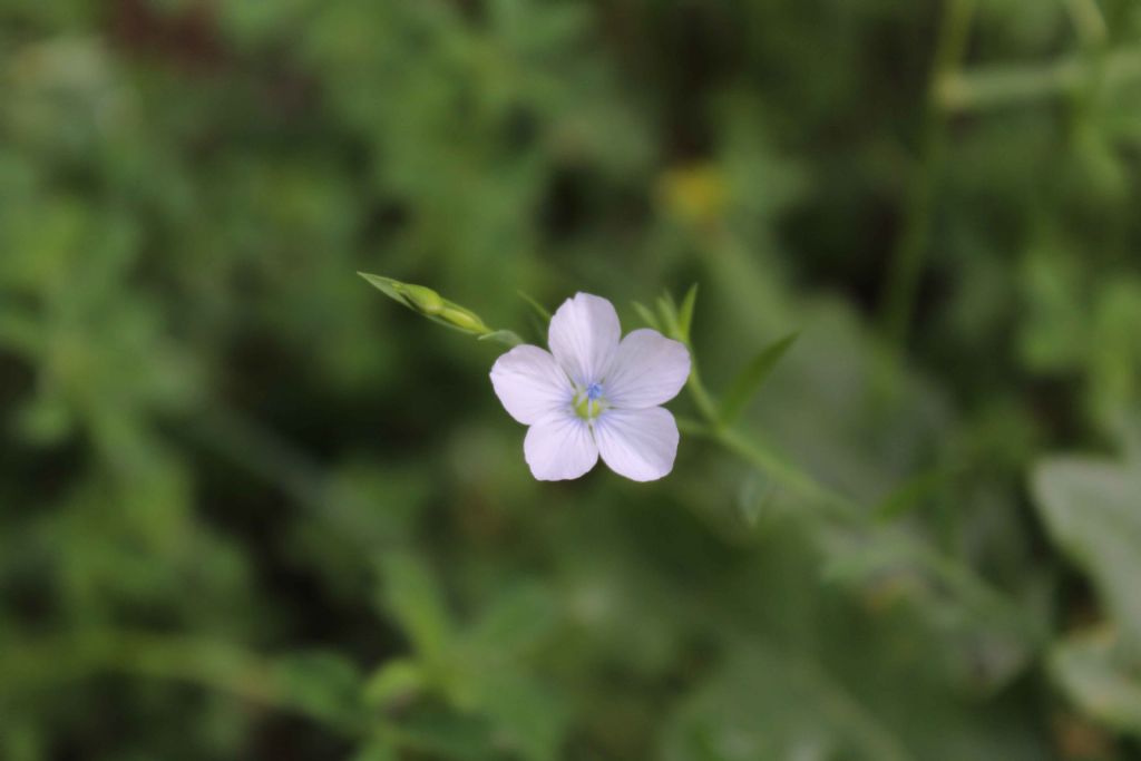 Linum sp.  (Malpighiales - Linaceae)