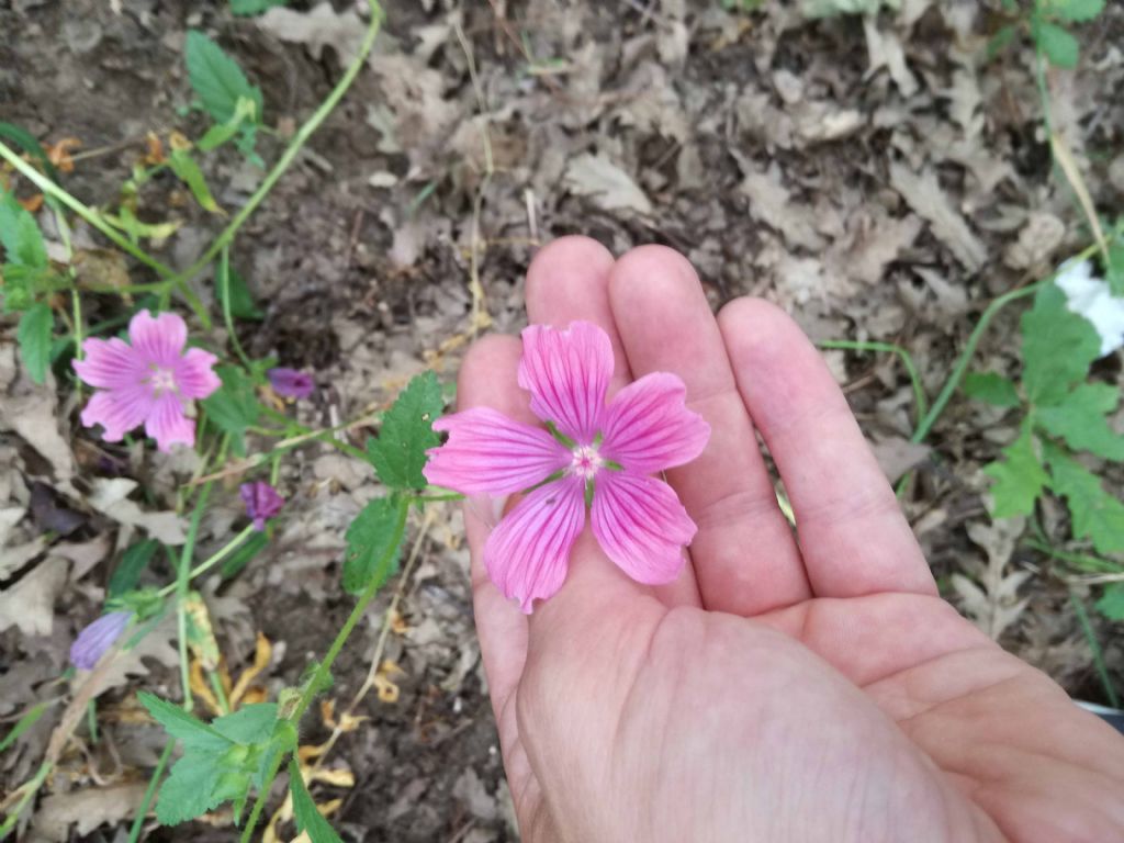 fam. Malvaceae