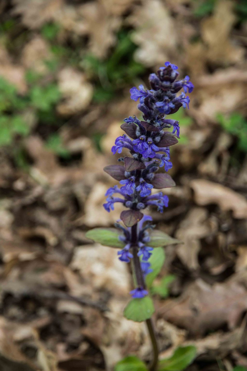 Ajuga reptans