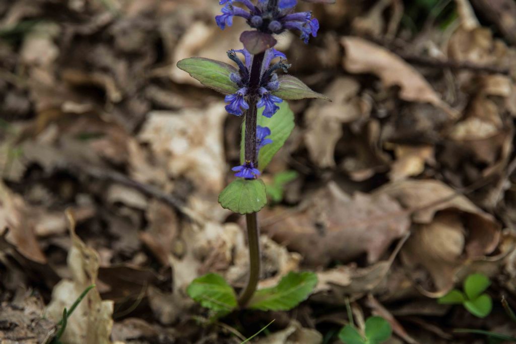 Ajuga reptans