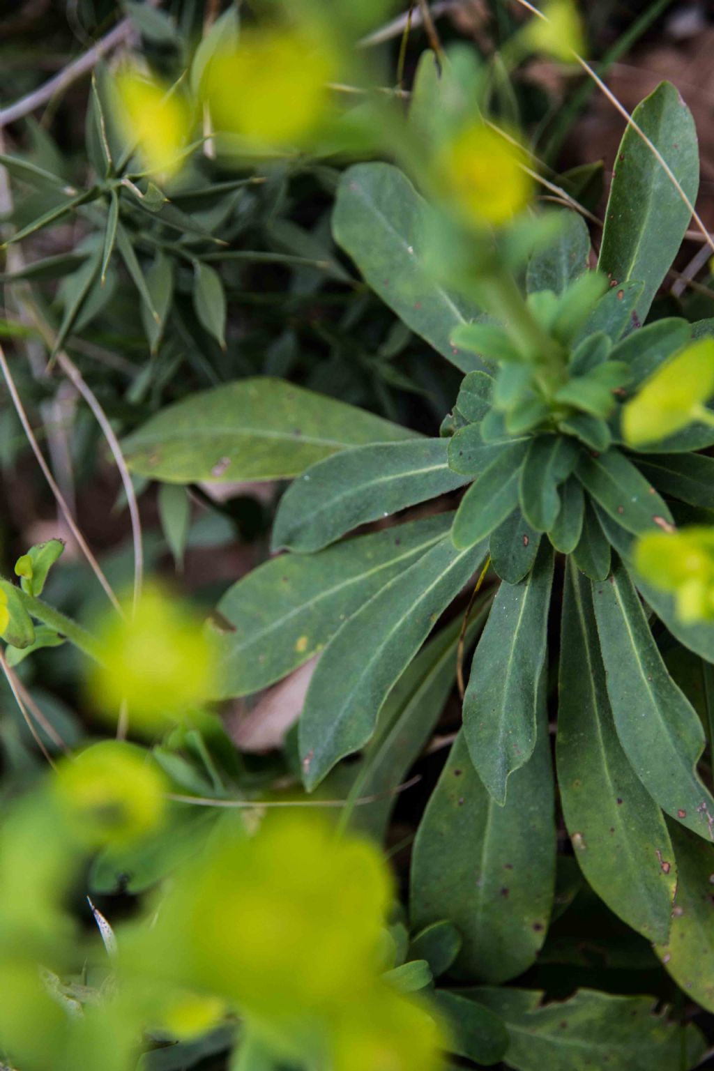 Euphorbia amygdaloides