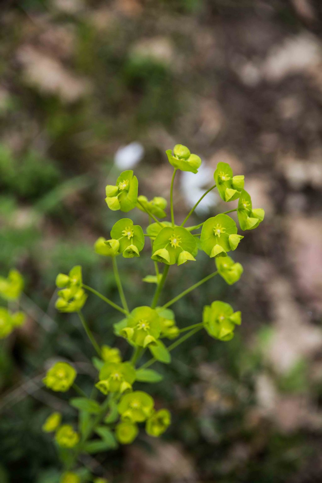 Euphorbia amygdaloides