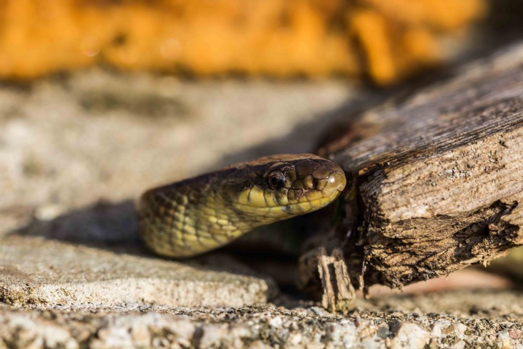 Da identificare:  Saettone occhirossi (Zamenis lineatus)