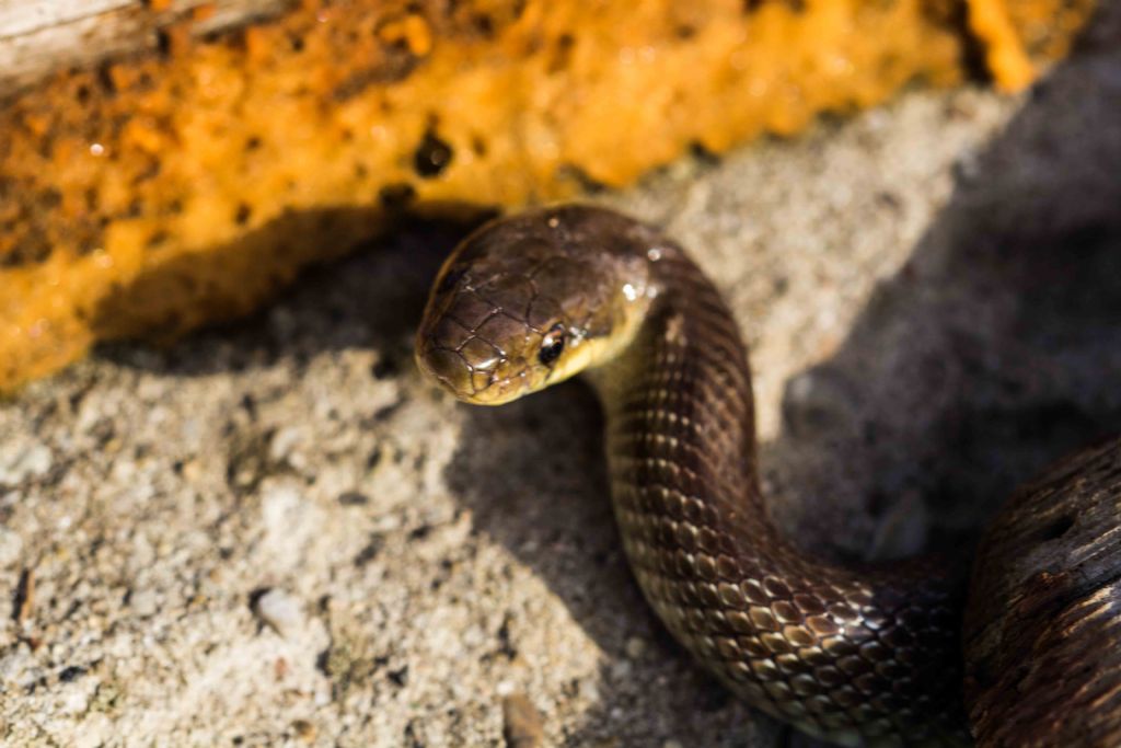 Da identificare:  Saettone occhirossi (Zamenis lineatus)