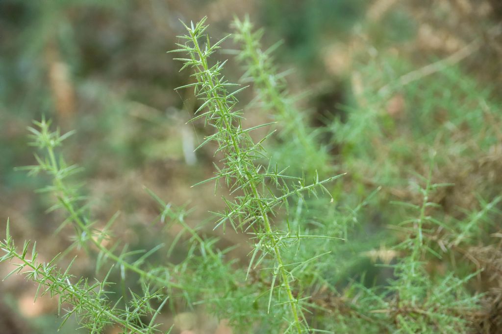 Ulex europaeus (Fabaceae)