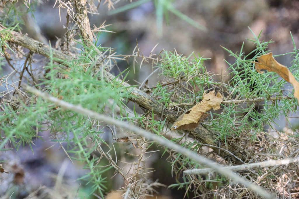 Ulex europaeus (Fabaceae)