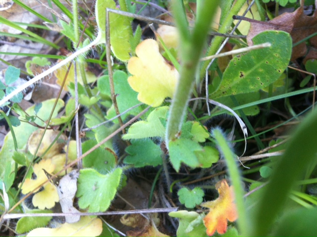 Saxifraga granulata