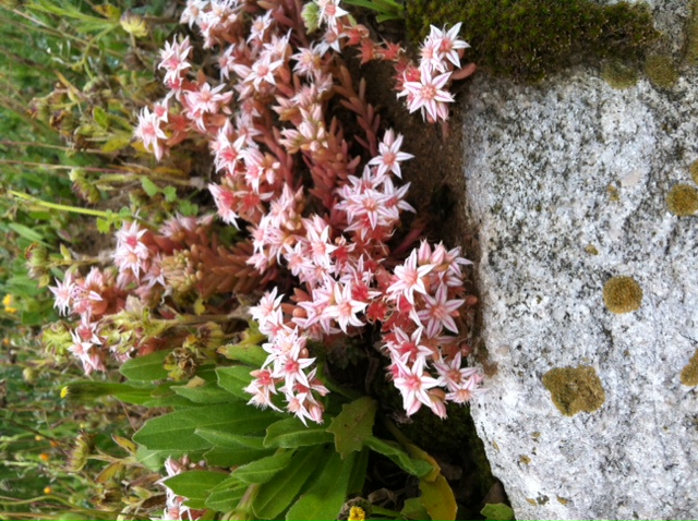 Sedum hispanicum