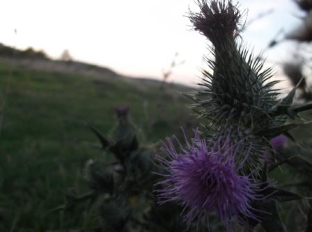 Basilicata - Pietragalla: Cirsium vulgare