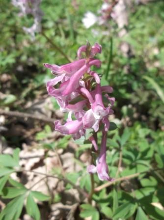 Pietragalla (PZ) : Corydalis cava