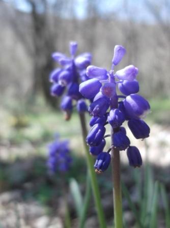 Muscari neglectum