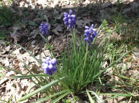 Muscari neglectum