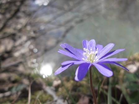 Anemone apennina