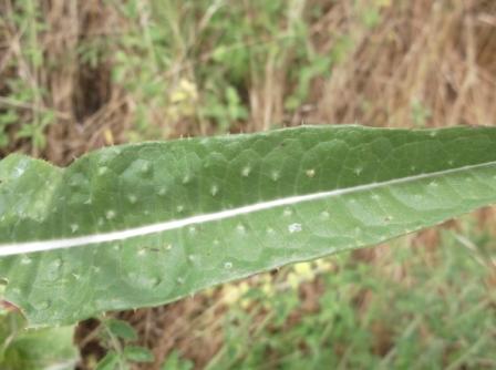 Dipsacus fullonum