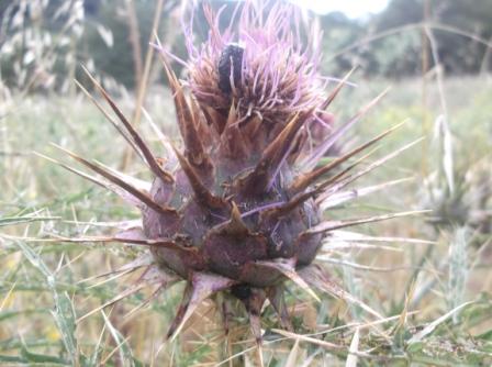 Cynara cardunculus