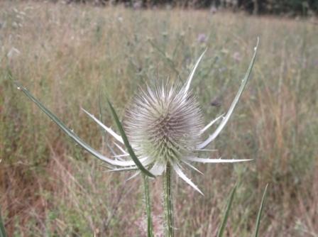 Dipsacus fullonum