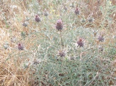 Cynara cardunculus