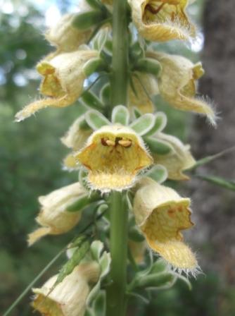 Digitalis ferruginea