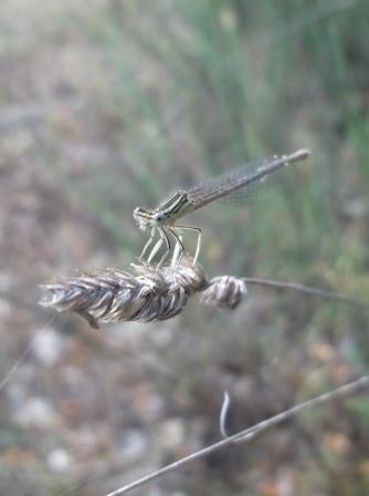 Ordine degli Odonata?