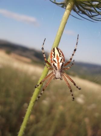 Aculepeira armida - Pietragalla (PZ)