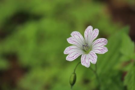 Geranium versicolor