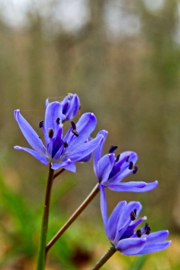 Scilla bifolia