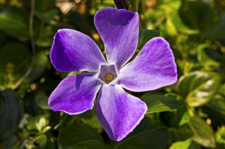 Vinca minor