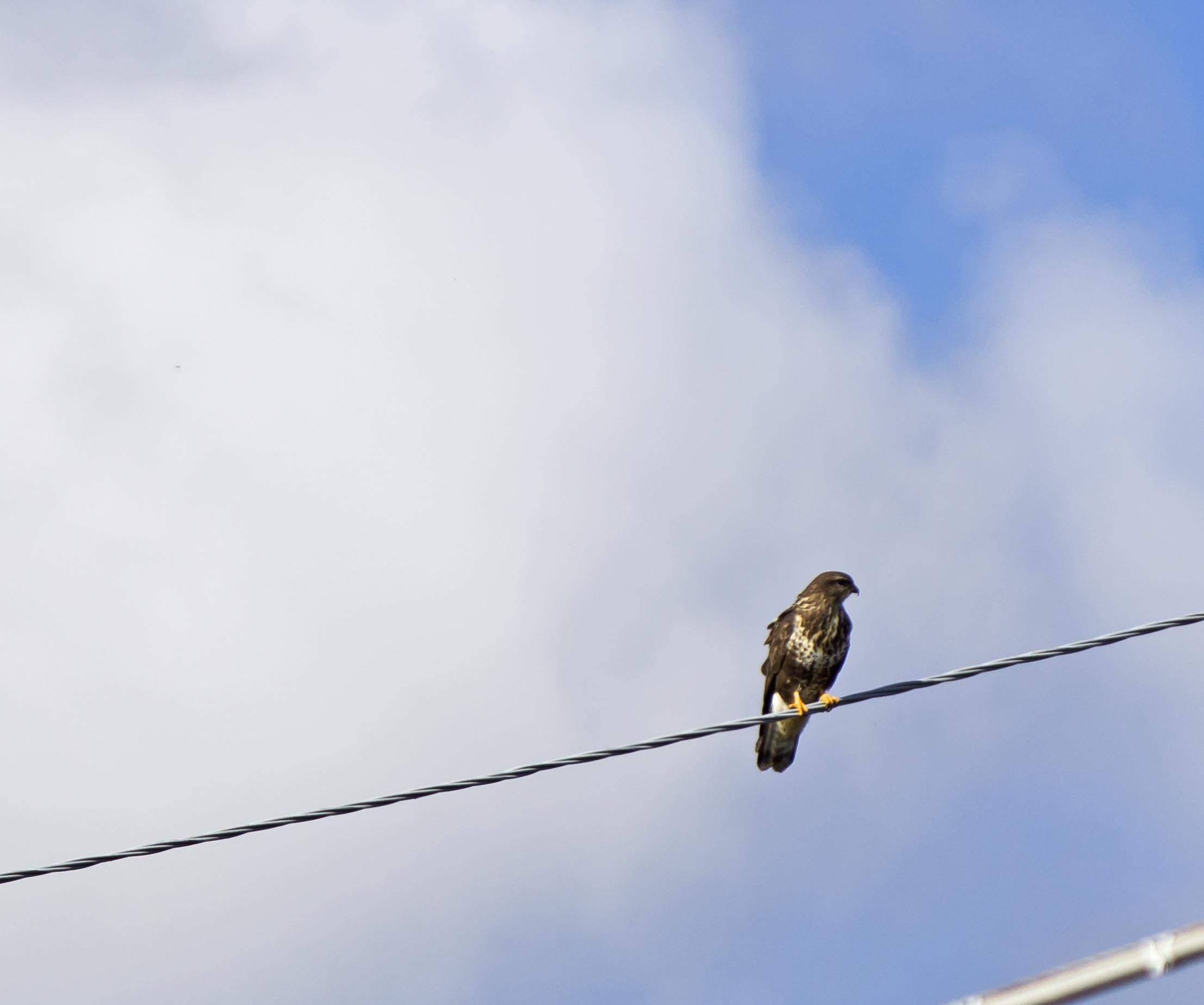 rapace da identificare