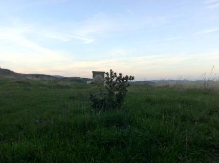 Basilicata - Pietragalla: Cirsium vulgare