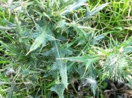 Basilicata - Pietragalla: Cirsium vulgare