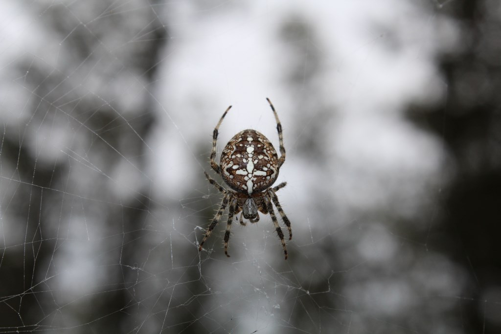 Araneus diadematus - Pietragalla (PZ)