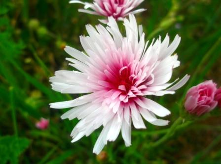 Crepis rubra