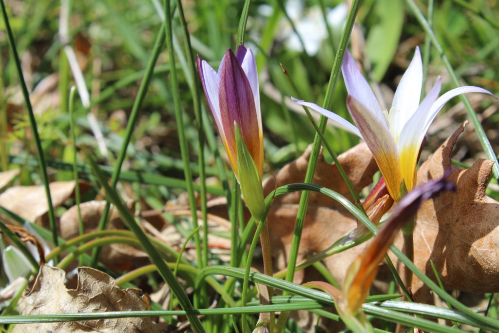 Fiore da ID - Romulea bulbocodium