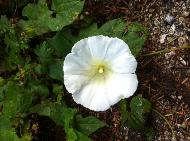 Calystegia sp.