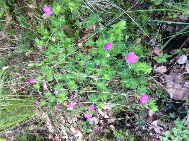 Geranium sanguineum