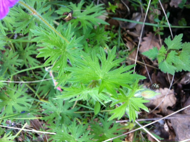 Geranium sanguineum