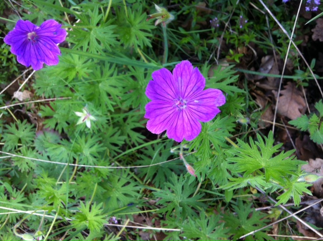 Geranium sanguineum