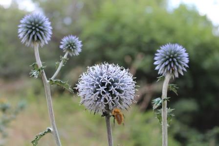 da ID - Echinops cfr. sphaerocephalus