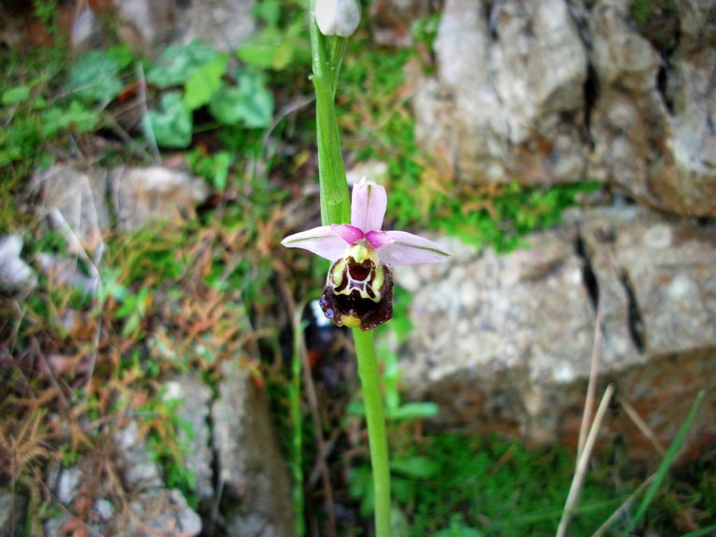 Ophrys da determinare